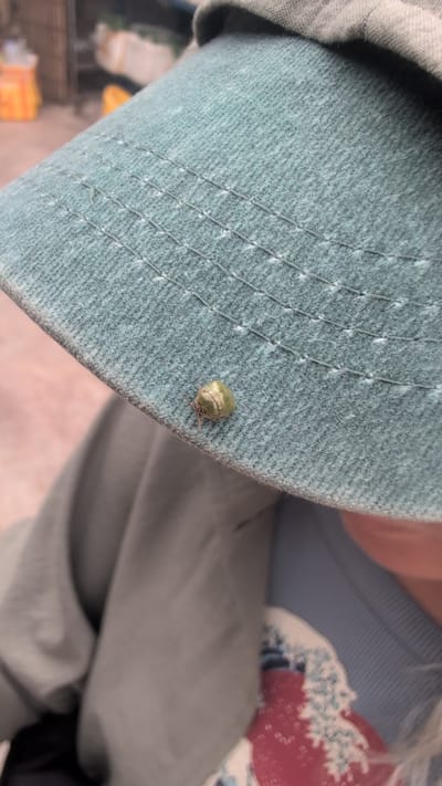 A small, green beetle with brown markings is perched on a light blue fabric with a diamond-stitched pattern. The fabric appears to be part of a hat or clothing item. In the background, slightly out of focus, is another piece of light blue fabric with a white wave pattern and a red circle, possibly a design on clothing. A person's hand is visible holding the fabric. The lighting suggests it is daytime. The overall impression is of a close-up shot focusing on the beetle and the texture of the fabric.