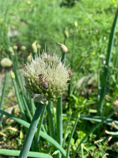 A close-up, horizontal shot shows an onion flower head with two bees. The flower is spherical and white with many thin, delicate petals and yellow stamens. It is surrounded by the green stalks of the onion plant. One bee is positioned on the lower part of the flower, with its body angled upwards and its wings outstretched. The second bee is near the top of the flower, its body facing downwards and its wings slightly folded. The background is a blur of green foliage, suggesting an outdoor garden setting. The sunlight creates bright highlights on the flower and the bees, indicating it is daytime. The image is sharpest on the flower and bees, with the background softly out of focus.