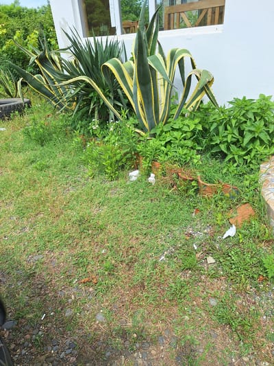 The image depicts an outdoor scene in the village of Nigvzianis Temi, Georgia. In the foreground, a patch of green grass is visible, interspersed with small pebbles and dry vegetation. Towards the right side of the frame, broken terracotta pots and scattered white debris are present. A large agave plant with variegated green and yellow leaves dominates the middle ground, positioned in front of a white building with a window. Behind the agave, a dense cluster of green leafy plants grows. To the left of the agave, another agave plant and a deflated tire can be seen. The background consists of lush green foliage, suggesting a garden or natural environment. The overall impression is of an unkempt outdoor area adjacent to a building.