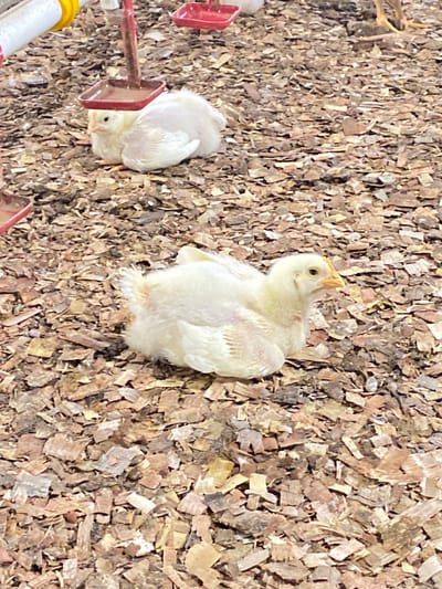 Two young chickens, likely broiler chicks, are resting on a bed of wood shavings. The chicken in the foreground is facing to the right and appears to be looking forward. The other chicken is partially visible behind a red feeder, with its head visible and facing to the left. The environment is a ground covered with wood chips, and a red feeder is visible in the foreground. There are no people present in the image, and the location in Palohdama, Indonesia, cannot be determined from the visual information provided.