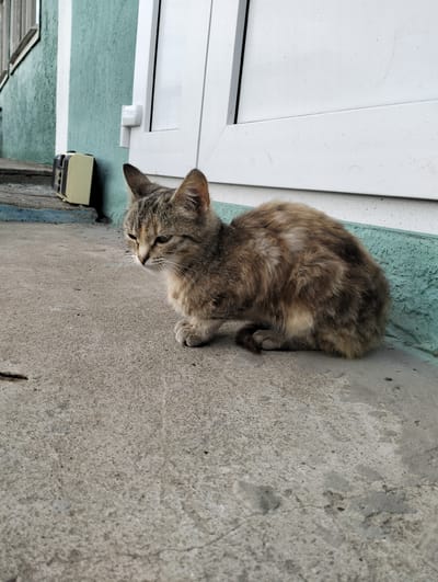 A mottled tabby cat with shades of brown, gray, and cream fur is curled up on a concrete ground. The cat is facing to the left of the frame, with its head slightly down and eyes looking away. Its ears are perked up, indicating alertness. The cat's tail is tucked around its body.

The setting appears to be outdoors, likely in an urban or suburban environment, given the presence of a building with a teal-colored textured wall and white trim or shutters. There's also a small, cream-colored object with black accents, possibly an old radio or speaker, placed on a step or ledge near the wall. The concrete ground shows some wear and tear, with cracks and uneven surfaces. The lighting suggests it is daytime, with mild shadows indicating a generally overcast or diffused light condition. The cat's posture and gaze don't convey strong emotion but rather a sense of quiet observation or rest. There is no visible text in the image.