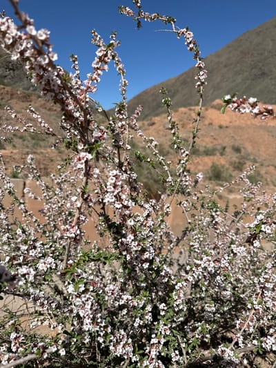 A close-up shot, rotated counter-clockwise, showcases a flowering bush with small, white blossoms. Sparse green leaves are intermixed with the flowers, and the branches appear to be thin and dark. In the background, a hill or mountain is visible, featuring a muted brown, earthen tone. A clear, bright blue sky occupies the upper left portion of the image. The scene is likely located near Krasnyy Most, Kyrgyzstan, considering the prompt's location specification.