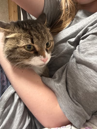 The image depicts a domestic cat being held by a person in an indoor setting in Krasny Klyuch, Russia. The cat, a tabby with brown, black, and tan stripes, features prominent white fur on its muzzle and chest, a pink nose, and greenish-yellow eyes that are directed slightly away from the camera. Its whiskers are visible, and its ears are alert. The cat is positioned in the crook of the person's right arm, which is bare, and rests against the person's torso, clad in a loose-fitting grey short-sleeved t-shirt. A portion of light brown hair, belonging to the person, is visible near the upper right. The background on the upper left consists of a blurry wooden surface, possibly a door frame or furniture. A faint pattern of purple and white fabric is visible at the very bottom of the frame.