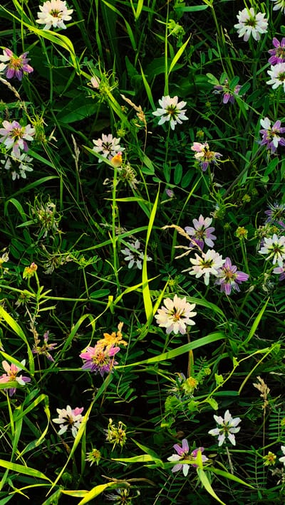 The image depicts a close-up, top-down view of a dense patch of grass and wildflowers. The vegetation is predominantly green, with various shades indicating sunlight filtering through. Several small flowers are visible, with petals in shades of white, pale pink, and purple. Some flowers are fully bloomed, while others appear to be in bud or fading. Thin, dry grass stalks are interspersed among the green foliage and flowers. The background is dark, suggesting the image was taken in shadow or the flowers are set against a darker, out-of-focus area. There are no people or man-made objects visible in the scene. The location is stated to be Piatra Albă, Moldova, but this information is not visually discernible from the image itself.