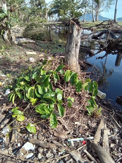An outdoor scene in Ko Siboya, Thailand, depicts a waterfront or riverside area under direct sunlight.
In the immediate foreground, the ground is covered with a dense accumulation of natural debris, including dried leaves, twigs, small branches, and fragments of wood, intermixed with small stones and shells. Several pieces of anthropogenic litter are visible, such as a red plastic bottle cap, a blue and white plastic item resembling a toothbrush or small tool, various white plastic fragments, and portions of cardboard. A prominent cluster of green-leafed vine-like vegetation grows from the lower-center, spreading across the debris-strewn ground.
In the midground, a vertically oriented, light-brown tree stump with a ragged top stands on the right, directly adjacent to a body of dark, calm water. The water clearly reflects the sky, distant trees, and the tree stump itself. Submerged and partially submerged logs, branches, and palm fronds are scattered throughout the water and along its banks. A clear plastic cup or bottle is partially submerged at the water's edge near the stump. A discarded coconut husk floats in the water further back. On the left side of the midground, the base of a larger tree trunk with some green foliage is visible. Patches of sparse green grass are present between the foreground and the water's edge.
The background reveals a wider expanse of the waterway, flanked by dense tropical vegetation dominated by numerous palm trees and other deciduous trees. In the far distance, a prominent light-blue mountain range is visible beneath a clear, bright blue sky. No human figures or active interactions are present in the scene. The area exhibits significant natural disarray combined with scattered human-generated waste.