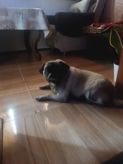 A pug dog lies on a light-brown tiled floor, facing the camera. The dog is light-colored with a darker face mask and ears. In the background, a table covered with a white and patterned tablecloth is visible on the left. Further back, a dark sofa and a patterned throw are on a piece of furniture on the right, with a plant in a white pot. The lighting is dim, suggesting an indoor environment. This image was likely taken within a residential setting in Andijan City, Uzbekistan.