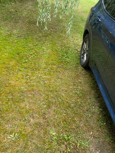 The image shows a dark blue car parked on a grassy area. The grass is a mix of green and brown, with some patches of moss. There are fallen leaves scattered on the ground. Overhead, the branches of a tree, likely a willow, hang down into the frame, with long, slender leaves. The car's rear tire and a portion of its body are visible on the right side of the image. The scene appears to be a natural setting, possibly a yard or park in Albertowsko, Poland.