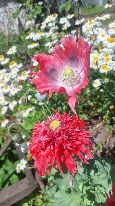 This is a close-up, high-angle, outdoor shot of two poppies and a field of daisies. The poppy on the left is a lighter pink with a darker, almost purple edge to its petals. Its center is pale green with a dusting of stamens. The poppy on the right is a vibrant, ruffled red and also has a pale green center. Both poppies are in bloom and appear to be the main subjects of the image.
In the background, a dense field of white daisies with yellow centers stretches out. Some of the daisies are in sharp focus, while others are blurred, creating a sense of depth. Lush green foliage is visible behind the poppies and amongst the daisies. There are also a few dark green poppy buds visible, one of which is coiled. A weathered wooden object, possibly part of a garden fence or structure, is visible in the lower right corner of the image.
The lighting suggests it is daytime, likely a sunny day, given the bright colors and clear shadows. The overall mood is peaceful and natural, evoking a sense of summer in a garden. There is no visible text in the image.
