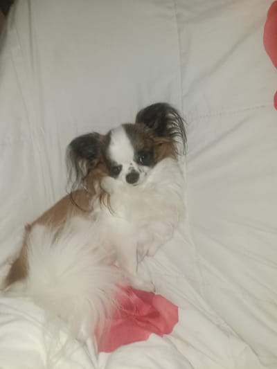 The image depicts a small, long-haired dog with brown and white markings resting on a white, crinkled surface, possibly a bedspread. The dog is positioned in the lower half of the frame, facing slightly to the right. Its ears are large and prominent, with dark brown fur. The dog has dark eyes and a dark nose. A patch of bright pink fabric is visible beneath and to the right of the dog. The background is entirely white and out of focus, showing the texture of the surface the dog is on. There are no discernible features of Calberlah, Germany, in the image.