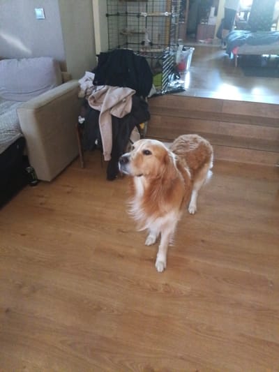 A golden retriever stands on a wooden floor in a room. The dog is facing left, with its head turned towards the viewer. The dog has long, golden-brown fur. In the background, there is a couch with pillows, a pile of clothes, and a shelf with various items. The room appears to be a living area. The image was taken in Bochnia, Poland.