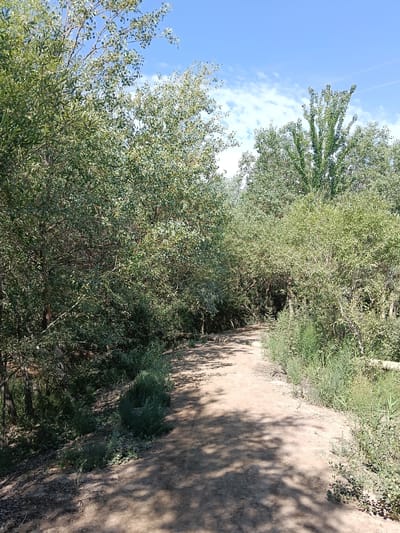 A dirt path winds through a dense, green forest under a bright blue sky with scattered clouds. The path is dappled with sunlight and shadows cast by the surrounding trees. The trees are tall and lush, with thick foliage. The scene appears to be a natural setting, possibly a park or a nature trail. There are no people or man-made structures visible in the image, except for two thin horizontal wires stretching across the sky in the upper right portion of the image.