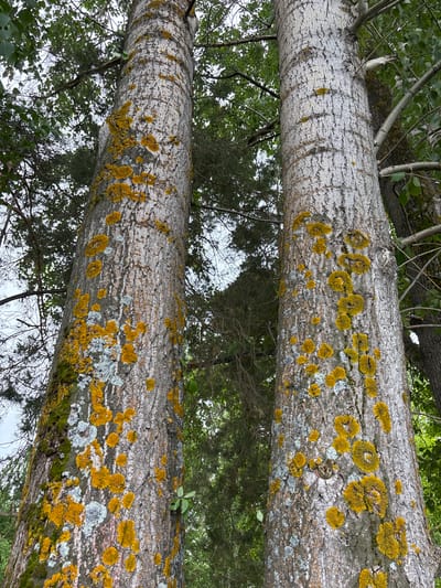 This vertical low-angle photographic capture, taken in Kryukovo, Russia, depicts two prominent, tall tree trunks extending vertically upwards out of frame. The bark of both trees is characterized by a light grey, deeply fissured texture. Both trunks are extensively covered with epiphytic growths, primarily comprising numerous irregular and circular patches of bright yellow-orange crustose lichen. Interspersed among the yellow-orange lichen are patches of light grey-blue lichen and areas of green moss, particularly concentrated on the left trunk. The background reveals a canopy of green foliage and a network of branches, indicative of a wooded environment, beneath an overcast or brightly diffused sky visible in the upper central portion of the frame. No human subjects or discernible actions are present within the scene.