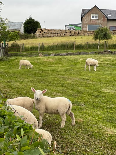 The image depicts a rural scene in Mountcharles, Ireland, featuring several sheep grazing on a lush green field under an overcast sky, suggesting it's likely daytime. In the background, a stone wall runs along the edge of the field, separating it from a property with a house and a small tree. A green van with "Peter's N..." visible on its side is parked near the house. Several sheep, including at least two lambs, are scattered across the field. One lamb is facing the camera, its ears perked up, while another is further away, facing away. Two larger sheep are also present, one with its back to the camera and another in the foreground. The overall atmosphere is tranquil and pastoral.