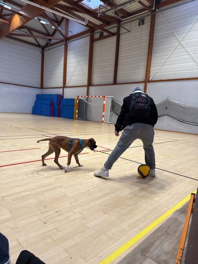 The image depicts an indoor sports gymnasium in Sennecey-le-Grand, France. A single individual and a dog are present on a light-colored wooden court marked with red, black, and yellow lines. The gymnasium features high white walls with horizontal slats, a gabled ceiling with exposed light wooden beams, and visible skylights. Fluorescent lighting fixtures are mounted to the ceiling structure.
In the mid-ground, a person is seen from the back, positioned with legs spread apart over a yellow and blue volleyball. The person wears a dark jacket with a visible white collar lining, grey sweatpants, white sneakers, a blue beanie, and a black backpack with red design elements.
To the left of the person, a brown Boxer-type dog, wearing a blue harness, stands on all four paws with its head lowered, looking towards the person and the ball. White markings are visible on the dog's paws and chest.
In the background, against the white wall, a stack of blue rectangular mats with red accents is visible on the far left. Towards the center-right, a small goal with orange and white striped posts and a white net is present, accompanied by another larger net structure further right. A yellow court line is visible in the lower foreground.