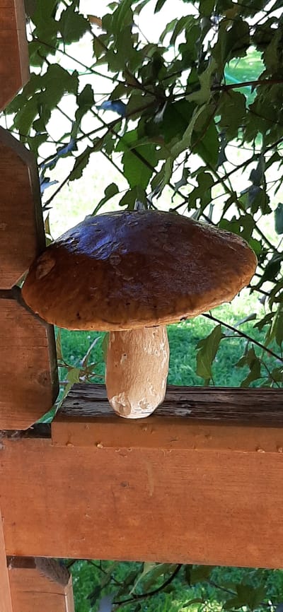 The media file displays a close-up, horizontal shot of a large mushroom resting on a rustic wooden fence. The mushroom's cap is a rich, dark brown and appears slightly wet, with reflections on its smooth surface. Its thick, pale stem is clearly visible, attaching to the cap. The mushroom is positioned against a backdrop of lush green foliage and what appears to be a wooden structure, possibly a porch or railing. The background is slightly out of focus, suggesting a natural, outdoor setting. The overall lighting suggests daytime, with natural light filtering through the leaves. The details of the wooden fence, with its weathered texture and visible grain, indicate a rural or natural environment. There is no text visible in the image. The scene evokes a sense of nature and foraging.