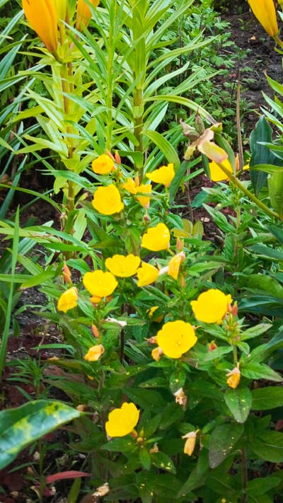 This is a close-up, eye-level, vertical, medium shot of a patch of bright yellow flowers with green foliage in Zvenigorod, Russia. The flowers appear to be evening primroses, with their delicate, crinkled petals. Several flowers are in full bloom, while others are still buds or have spent petals. The foliage is a vibrant green, with some leaves showing a slight sheen, possibly from dew or recent rain. The background is a soft blur of dark earth and more greenery, suggesting a garden or natural setting. The lighting is diffused, indicating it might be a cloudy day or early morning. No people or animals are visible. The image evokes a sense of natural beauty and tranquility. There is no visible text.