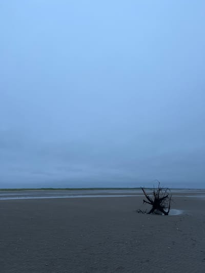 The image depicts a desolate beach at Yandova Guba, Russia. A large, gnarled piece of driftwood rests on the dark, sandy shore. The sky is overcast and a pale blue, with a faint horizon line visible in the distance, suggesting a calm, possibly low-tide condition. The sand exhibits ripples from the receding water. There are no people or animals present in the scene, emphasizing the quiet and deserted nature of the location. The overall atmosphere is subdued and somber, characteristic of a cloudy day by the sea.
