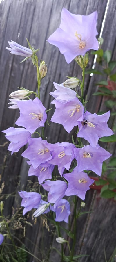 A close-up, eye-level shot showcases a cluster of pale purple bellflowers blooming against a weathered wooden fence. The flowers are in various stages of bloom, with some fully open and others still in bud. Delicate yellow stamens are visible in the center of the open flowers. One of the flowers hosts a small, dark insect. The fence, made of vertical wooden planks, shows signs of age and has a muted, greyish-brown hue. Green foliage and blades of grass are visible in the foreground and around the base of the flowers. The overall lighting suggests it is daytime, with soft shadows indicating diffused light. The scene is set in an outdoor environment.