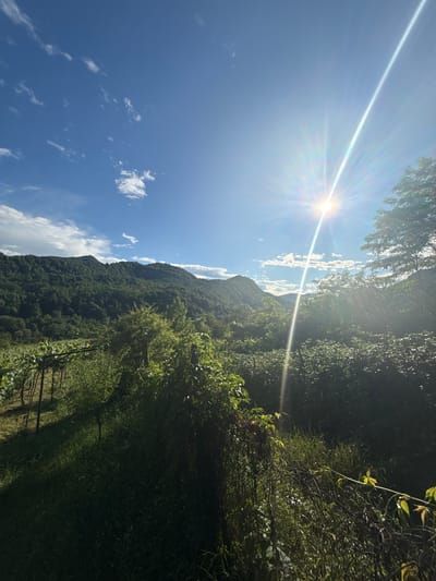 The image depicts a sun-drenched mountainous landscape with lush greenery, characteristic of the Khvanchkara region in Georgia. The foreground features a vineyard with neatly arranged trellises and young grapevines, partially obscured by thick, wild vegetation and creeping vines. Beyond the vineyard, rolling hills covered in dense forest dominate the midground, leading to higher, more rugged mountains in the background. The sky is a vibrant blue, dotted with scattered white clouds, and the sun is high and bright, casting strong rays and lens flare across the scene. The overall impression is one of a rural, natural environment bathed in bright daylight. There are no people or animals visible in the image.