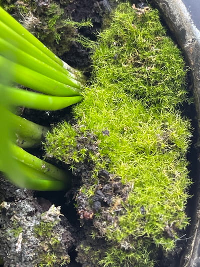 The image shows a close-up view of vibrant green moss growing in a dark, damp environment. Several thick, bright green plant stems are visible, partially obscuring the moss in some areas. The moss appears to be growing on a substrate of dark soil and possibly bark or decaying organic matter. The texture of the moss is fine and feathery, with individual strands clearly discernible. Small dark specks are scattered throughout the moss, which could be soil particles or tiny insects. The overall scene suggests a miniature natural habitat, possibly within a terrarium or a shaded, moist area in a garden. The context of "Средний, Russia" does not provide specific environmental details that can be inferred from the visual information alone.