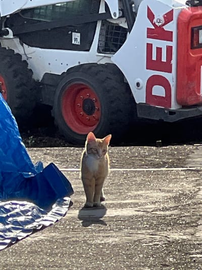 A ginger and white cat stands on a paved surface in front of a white skid steer loader with red wheels and red lettering that spells "DEK". A blue tarp is partially visible in the foreground. The skid steer loader has a "99." sticker on its side. The scene appears to be outdoors in a semi-industrial or construction area.