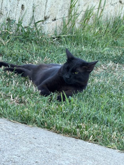 A black cat is lying on its side in a patch of green grass. The cat is mostly black with yellow eyes. It is facing to the left of the frame. Behind the cat, there is a stone wall. In the foreground, there is a concrete sidewalk. The scene is set outdoors in what appears to be a residential area in Carpignano Salentino, Italy.
