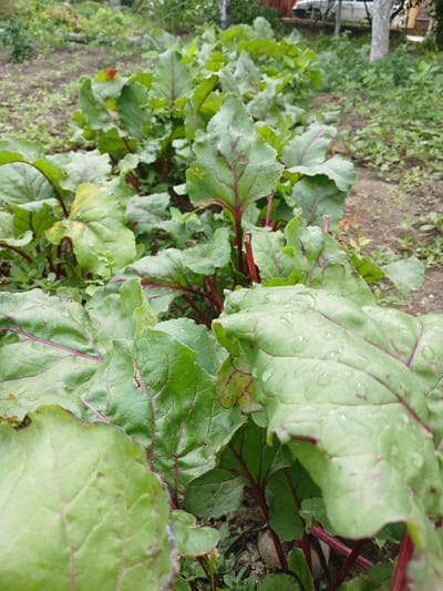 A close-up, eye-level shot captures a row of vibrant green beet plants in a garden. The leaves, some with visible water droplets, exhibit prominent red veins and stems. The soil appears dark and somewhat damp. In the background, out of focus, a white vehicle and the trunk of a light-colored tree are visible, hinting at a residential or allotment setting in Novaya Kosa, Russia. The overall impression is one of a well-maintained garden bed.