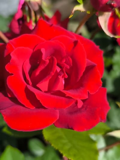 This is a close-up, eye-level, outdoor shot of a vibrant red rose in full bloom. The rose is the primary subject, filling most of the frame, with its petals unfurling in a spiral pattern. The lighting suggests it's daytime, with sunlight casting shadows and highlighting the velvety texture of the petals. The background is softly blurred, consisting of lush green foliage and hints of other rose buds and petals in shades of red and pink, indicating a garden setting. The overall impression is one of natural beauty and the peak bloom of a rose. The location context provided is Mosėdis, Lithuania. There is no visible text in the image.