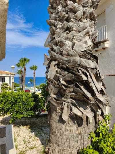 The image depicts a sunlit outdoor scene, likely in Dehesa De Campoamor, Spain, characterized by lush greenery and a view of the sea. The foreground is dominated by the textured, rough trunk of a palm tree, its bark composed of dry, layered fronds. To the left, a white building or wall is partially visible, and further back, a low green hedge is prominent. Beyond the hedge, several tall palm trees stand against a bright blue sky with sparse white clouds, leading to a visible expanse of the blue sea. A white building with a balcony and railing is situated to the right of the palm trunk. In the mid-ground, there are parked cars and more vegetation. The overall impression is one of a coastal, possibly resort-like environment.
