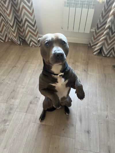 A medium shot shows a muscular, short-haired dog with gray and white markings sitting upright on its hind legs on a light wood-grain linoleum floor. The dog is facing the camera and appears to be looking directly at it. The dog is wearing a black collar with a small, white, bone-shaped charm. The background features a white radiator on the right wall and beige, brown, and white chevron-patterned curtains on both the left and right sides of the image. The scene is indoors, likely in a residential setting. There is no visible indication of the city of Oryol, Russia.