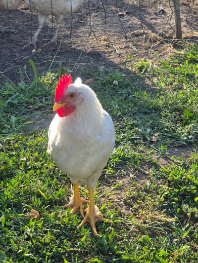 An overhead shot captures a white chicken standing in a grassy area with a dirt patch to its left, enclosed by a wire fence. The chicken is facing towards the right side of the frame, its head slightly lowered as it pecks at the ground. Its bright red comb and wattle are prominent against its white feathers, and its yellow beak is visible. The chicken's legs and feet, with their scaly texture and sharp claws, are splayed out on the green grass.
The scene appears to be outdoors, with sunlight casting dappled shadows across the ground, suggesting it is either morning or late afternoon. The grass is vibrant green, indicating favorable weather conditions. The presence of the wire fence suggests this might be a farm or backyard enclosure. There is another chicken partially visible to the left of the frame, also appearing white. No text is visible in the image.