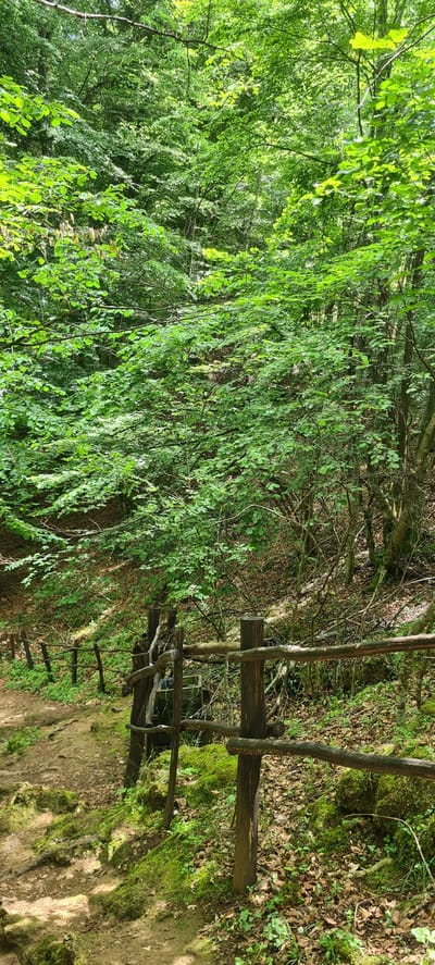 This vertical image captures a lush, dense forest scene in Ribaritsa, Bulgaria, under dappled sunlight. The upper two-thirds of the frame are dominated by a vibrant canopy of deciduous trees and dense undergrowth, exhibiting various shades of green. Sunlight filters through the leaves, creating bright highlights and shadows within the foliage.

The lower third of the image features a rustic, hand-built wooden fence that runs horizontally across the mid-ground. The fence consists of irregularly shaped wooden posts and horizontal rails, appearing to be constructed from natural logs and branches. The ground immediately beneath and in front of the fence is heavily covered in thick, bright green moss, interspersed with some exposed dirt and scattered brown, dry leaves.

To the left of the fence, a dirt path ascends gently, characterized by uneven terrain, exposed roots, and patches of moss. To the right of the fence, the ground slopes downwards into a denser section of the forest, filled with more trees, bushes, and a thick layer of brown fallen leaves on the forest floor. A dark, rectangular object, possibly a refuse bin or container, is partially visible nestled amongst the foliage behind the fence, near one of its posts. No people are visible in the scene. The overall impression is one of a verdant, undisturbed natural environment, likely a hiking trail or forested area.