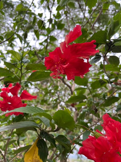 The image features a close-up, low-angle view of red hibiscus flowers against a backdrop of green foliage and blurred bokeh of sunlight filtering through trees. The flowers are in various stages of bloom, with one large flower prominently displayed in the upper left and another cluster visible below it. A few yellowing leaves are also visible among the green ones. The location is likely outdoors in Muang Pattaya, Thailand, given the type of vegetation and light conditions. No people are present.