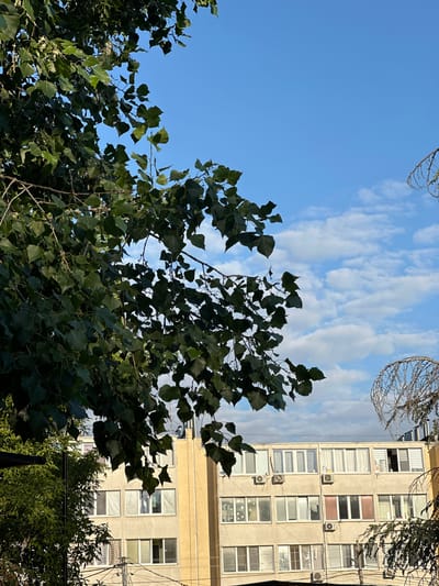 This media file is a photograph taken from a low angle, looking upwards at a building and trees against a blue sky with scattered clouds. The scene appears to be outdoors in a somewhat urban or suburban setting.
The primary subjects are a building and foliage. The building is a multi-story structure with a light-colored facade. It has numerous windows, many of which are framed in white. Some windows have curtains, while others appear empty or show interiors. Several outdoor air conditioning units are visible on the building's exterior. The building's architecture suggests it might be an apartment block or office building.
In the foreground and partially obscuring the building, there is lush green foliage, likely from a large tree. The leaves are broad and appear healthy. Bare branches are also visible, some reaching towards the sky. Above the building, decorative wire structures or possibly outdoor lighting fixtures are visible, suspended from unseen supports.
The time of day appears to be late afternoon or early evening, given the warm lighting on the building and the clear blue of the sky. The weather seems pleasant, with a mix of clear sky and wispy clouds. The location cues, such as the building style and vegetation, are consistent with a temperate climate. There are no people visible in the image.
There is no visible text in the image. The overall mood is peaceful and natural, with the juxtaposition of the man-made building and the organic elements of the trees and sky. The orientation of the image is vertical.