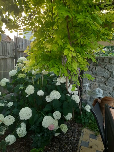 The image captures a garden scene, likely in Keleberda, Ukraine, featuring a lush display of white hydrangeas. A wisteria vine with green leaves and delicate purple flowers drapes over a wooden pergola, casting dappled shadows on the scene. A rustic wooden fence borders the garden, with a stone wall visible in the background. In the foreground, a black outdoor chair is occupied by a person with reddish-blonde hair. The ground is covered in mulch and decorative pavers.