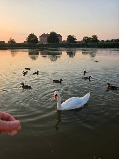 The media file shows a tranquil lake scene at dusk, with a prominent white swan gliding gracefully across the water. Several ducks are also swimming nearby, creating ripples on the surface. In the background, a picturesque landscape unfolds, featuring a tall, historic building with a red roof, surrounded by lush green trees and reeds. The sky is painted with soft hues of orange and pink, indicative of a sunset. A human hand is visible in the foreground, holding a piece of bread, suggesting the act of feeding the waterfowl. The overall ambiance is peaceful and serene, capturing a moment of harmony between nature and human interaction. The location is identified as Holíč, Slovakia. There is no visible text in the media file.