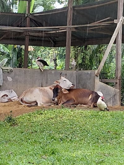 A rustic structure stands beside lush greenery. Within the structure's frame, several birds perch on wooden beams. Outside, two cows, one light brown and the other darker, rest near the base of the structure. Another, smaller cow lies further below. The scene conveys a rural, possibly agricultural setting.