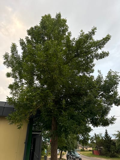 A large, leafy tree dominates the foreground, its branches extending outward and upward against a cloudy sky. To the left, a portion of a light yellow building with a dark gray roof is visible, with a dark green vertical element and an entranceway. Further down the street, a dark-colored SUV is parked on the right side of a paved road. The background shows a residential area with houses and other trees under a diffused, overcast sky. The scene appears to be a street or a lot adjacent to a building, likely within a rural or suburban area of Сароцкі сельскі Савет, Belarus, given the architectural style and vegetation.