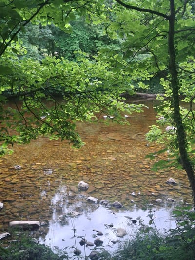 The image depicts a clear, shallow river flowing over a bed of smooth, rounded pebbles. The water is a warm, translucent amber color, allowing the riverbed to be clearly visible. Overhanging branches of lush green trees frame the scene from above, their leaves creating dappled shadows on the water's surface. Sunlight filters through the foliage, illuminating patches of the river and the surrounding greenery. The riverbanks are visible in places, covered in lush vegetation and scattered with more rocks. The overall atmosphere is serene and natural. This scene is located in Richmond, United Kingdom, likely in a park or a wooded area adjacent to the River Thames, given Richmond's geography. No people are present in the image, and no actions or interactions are taking place.