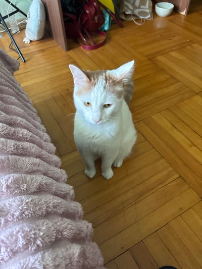 An indoor, eye-level shot shows a white cat with orange markings sitting on a wooden floor. The cat is facing forward, looking down with its ears perked. To the left of the cat is a fuzzy pink blanket, and in the background are some bags and a red purse. This scene is set in Romanovka, Russia.