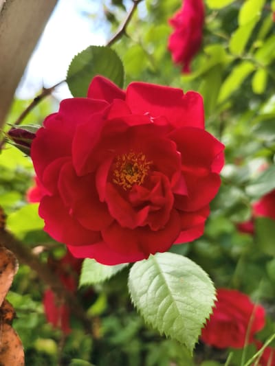 The image is a close-up, eye-level, outdoor shot of a vibrant red rose in full bloom. The rose's petals are a deep crimson, with some showing a slightly lighter hue at their edges. The center of the rose reveals golden stamens. The rose is positioned slightly off-center to the right, with the majority of its form filling the frame. Several green rose leaves are visible around the bloom; one prominent leaf in the foreground on the right is sharply serrated and has visible veins. To the left of the rose, a dark red rosebud is partially visible. In the background, other out-of-focus red roses and green foliage create a soft bokeh effect. A thin branch extends from the upper left corner across the top of the rose. The lighting suggests it is daytime, possibly with sunlight filtering through the leaves. The overall scene depicts a garden setting. There are no people or human activity evident.