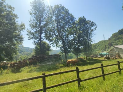 The image depicts a rural scene with a wooden fence in the foreground. Beyond the fence, a grassy field is visible, with a pile of cut logs on the left. In the middle ground, two horses are grazing. Further in the background, there are several farm buildings, including a barn with a green roof and a shed. The landscape is hilly and covered with trees, indicating a natural, possibly mountainous, environment. The sky is clear and blue, suggesting a sunny day. The presence of the farm buildings and the logs suggests agricultural or forestry activity. The location is identified as Milanetto, Italy.