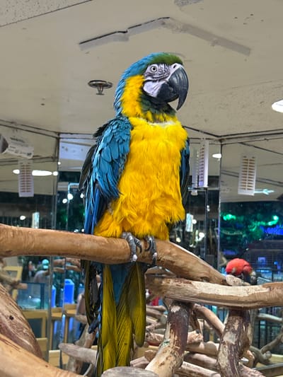 A blue-and-yellow macaw perches on a wooden structure inside a building. The building appears to be a pet store or animal exhibit, as cages and other animals are visible in the background. A red bird is partially visible behind the wooden structure. The store is located in the city of Fort Myers, United States of America.