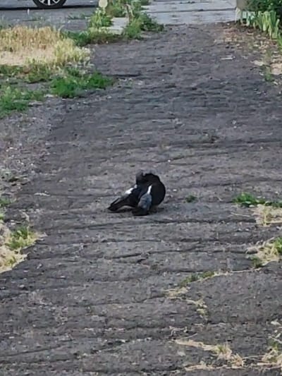 The image shows two pigeons on a dark, cracked asphalt path. One pigeon is larger and mostly black, with a white patch on its wing. It appears to be hunched over. The other pigeon, smaller and lighter gray, is nestled underneath the larger one. They are in a resting or nesting position.
The background is a mixture of dry, light-colored vegetation and some green grass, suggesting an outdoor setting that may be somewhat neglected. The path itself has horizontal lines and cracks, indicating wear and tear. In the upper left corner, a sliver of a car's tire and wheel is visible, hinting at a nearby road or parking area. The lighting suggests it is daytime, possibly late afternoon given the shadows. The overall impression is one of a quiet, everyday moment in a somewhat rustic or unkempt urban environment. The location is specified as Chystiakove, Ukraine. There is no visible text in the image.