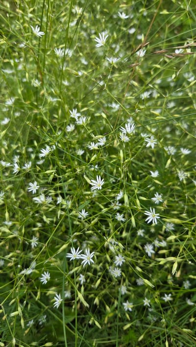 This is a close-up, top-down shot of a field of tiny white wildflowers blooming amidst green grass and slender stems. The flowers, with their delicate, star-shaped petals, are scattered throughout the frame, some fully open and others in bud. The background is a blur of various shades of green, suggesting a natural, outdoor setting like a meadow or a garden. The lighting appears to be natural daylight, casting no harsh shadows. The overall impression is one of natural beauty and the quiet simplicity of a summer bloom. There is no text visible in the image. The location context is Cekule, Latvia.