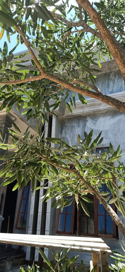 The image depicts an outdoor scene with a building facade and overhead tree branches. The building features a textured, gray-colored wall with architectural details like columns and a decorative cornice. Two large windows with dark wooden frames are visible, one of which is partially open. In the foreground and extending over the building are the branches and green leaves of a tree, backlit by bright sunlight. The overall impression is of a bright, possibly tropical, environment. The specific location in Meunasahlhok, Indonesia, is noted as context but not visually evident from the image itself. There are no people or visible actions taking place.