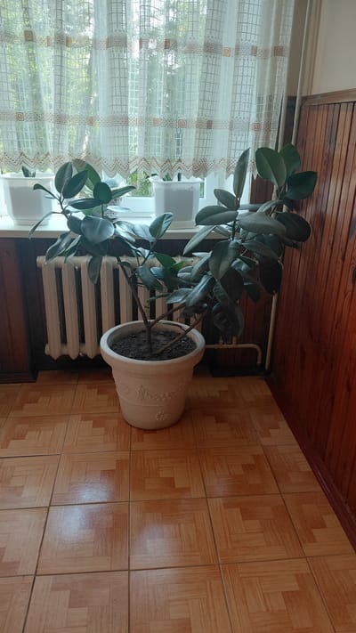 A large potted rubber plant sits on a tiled floor in front of a radiator and a window covered by a white lace curtain. The curtain is patterned with squares and geometric designs in a light brown color. The radiator is white and has multiple vertical columns. The window behind the curtain appears to look out onto trees. The floor is tiled with square tiles in shades of orange and brown, arranged in a parquet pattern. The walls are paneled with dark wood on the right side of the image. The plant has dark green, broad leaves and a thick, woody stem. There are also two smaller white pots on the windowsill, one to the left of the main plant and one to the right, which appear to contain smaller plants. The scene is indoors, and the lighting suggests it is daytime. The location is a room in Borodianka, Ukraine.