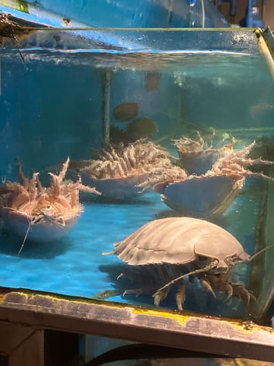The scene is located in An Hải Ward, Vietnam.

The image depicts an interior view of a glass aquarium containing multiple live giant isopods, immersed in clear, light blue water. In the foreground, a single large, grey-brown isopod with a distinctively domed, segmented carapace and prominent antennae is positioned on the tank's bottom, facing left. Its numerous legs are visible underneath its body. Behind it, towards the center and left of the tank, are three additional isopods. One is clearly inverted, displaying its pale, bristly ventral appendages and numerous legs, appearing to be actively moving or struggling. Another is partially visible and also appears inverted, with similar bristly structures exposed. A third, less defined isopod is further back, partially obscured. A vertical grey support pole extends from the tank bottom towards the water surface in the background. Several dark, oval-shaped objects, possibly rocks or other marine life, are partially visible behind the isopods. The water level is near the top of the tank, with subtle ripples and faint bubbles visible on the surface. No human subjects are present. The environment suggests a commercial display, likely within a seafood market or restaurant.