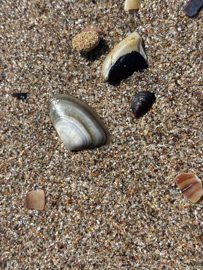 A close-up, high-angle shot of various shells and sand on a beach in Rezovo, Bulgaria. The sand is a mix of small, multi-colored grains. Prominently featured are a large, striped shell in the center-left, a black and white shell in the upper-middle, and a small, dark mussel shell to the right of the large striped shell. Other smaller shell fragments and a piece of porous, light-brown rock are also visible. The lighting suggests a bright, sunny day.