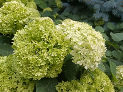 The image shows a close-up view of blooming hydrangeas with clusters of small, light green and white flowers. The flowers are in focus in the foreground, while the background consists of blurred green foliage and a hint of a blue spruce tree on the right. The scene appears to be an outdoor garden setting. No people or specific city landmarks are visible. The overall impression is one of a lush, natural environment with a focus on the floral subject.